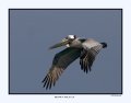 0216-1 brown pelican